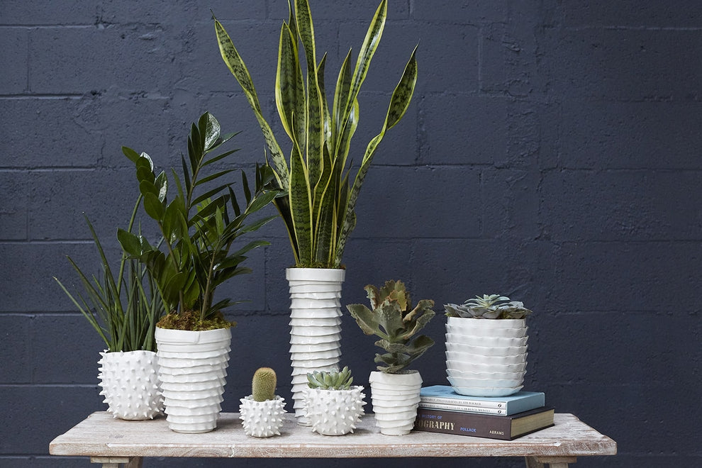 Cacti Pot Set of 8 By Accent Decor | Planters, Troughs & Cachepots | Modishstore - 1