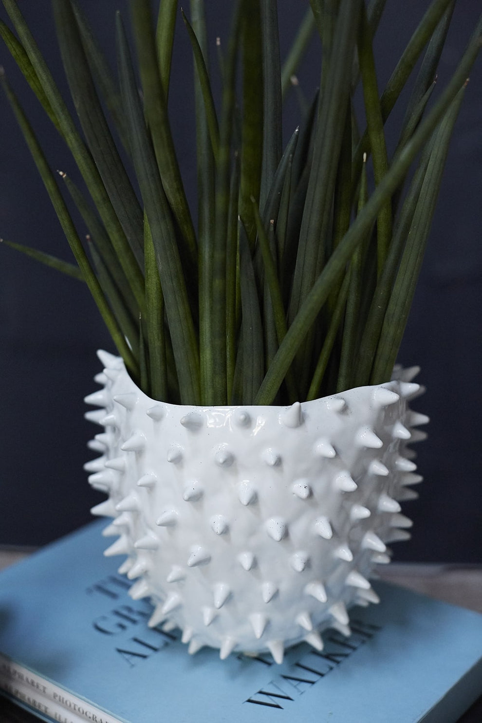 Cacti Pot Set of 8 By Accent Decor | Planters, Troughs & Cachepots | Modishstore - 3