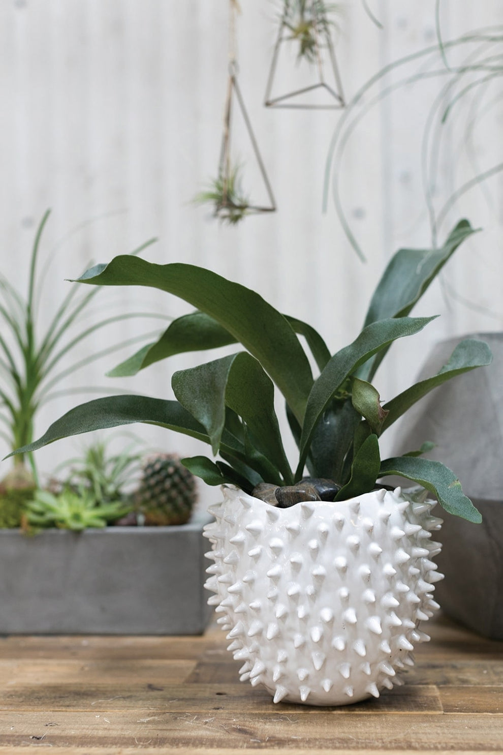 Cacti Pot Set of 8 By Accent Decor | Planters, Troughs & Cachepots | Modishstore - 4