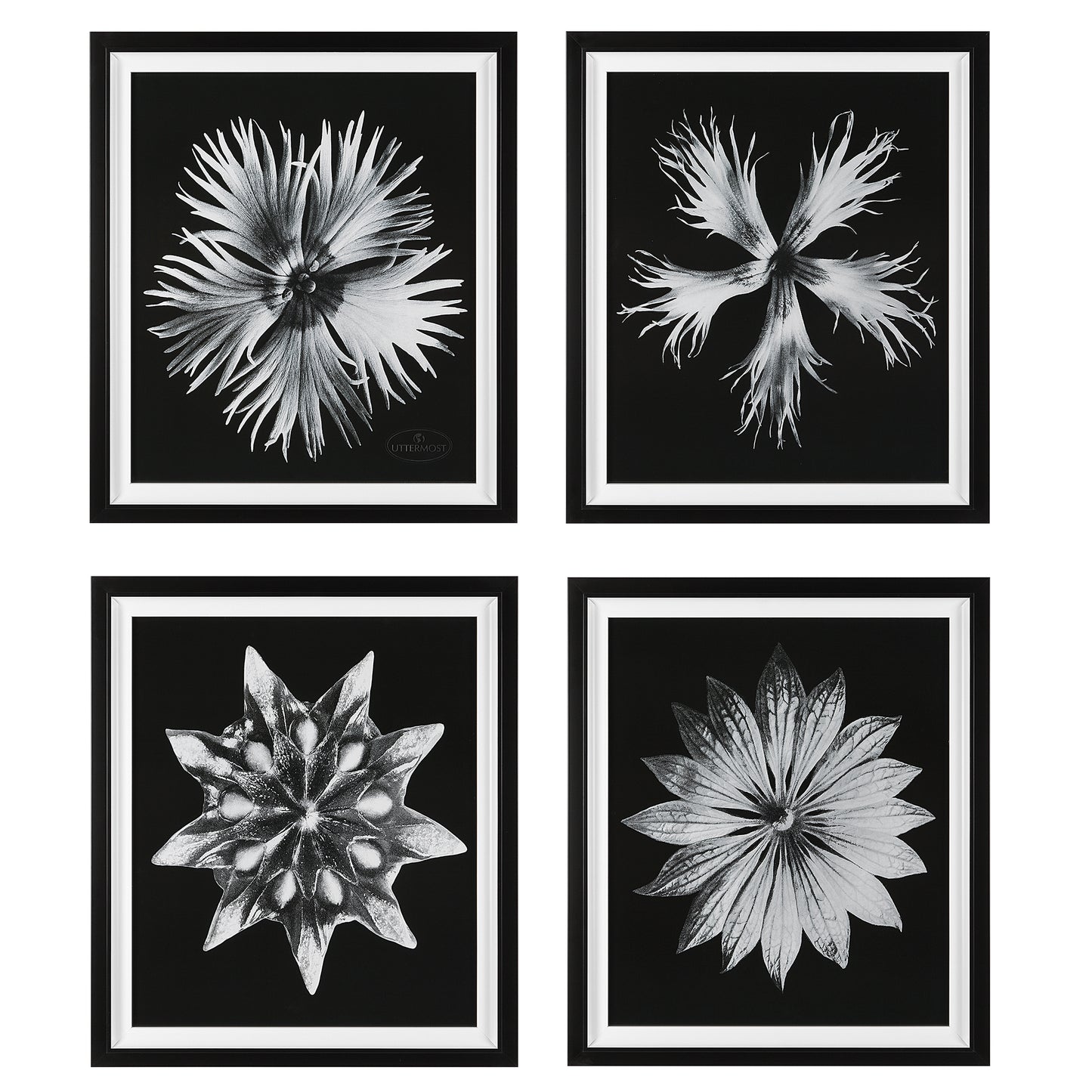 Uttermost Contemporary Floret Framed Prints, S/4 | Modishstore | Frames