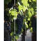 Grape Vine Print Foldable Canvas Screen With 3 Panels, Multicolor By Benzara | Room Divider |  Modishstore  - 2