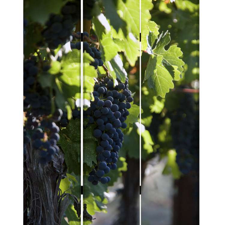 Grape Vine Print Foldable Canvas Screen With 3 Panels, Multicolor By Benzara | Room Divider |  Modishstore  - 5