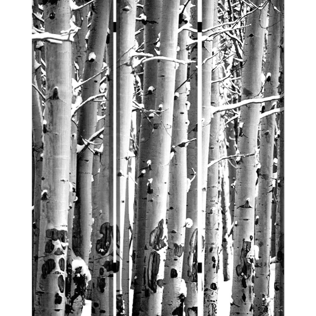 3 Panel Canvas Foldable Screen With Birch Print, Black And White By Benzara | Room Divider |  Modishstore  - 4