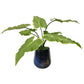 Uttermost Mari Calla Accent Plant | Planters, Troughs & Cachepots | Modishstore - 2