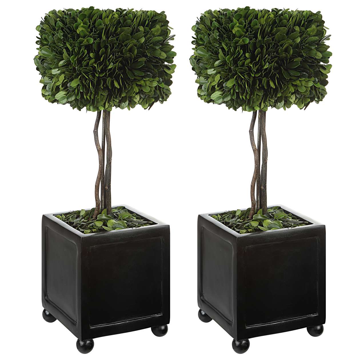 Uttermost Preserved Boxwood Square Topiaries, S/2 | Planters, Troughs & Cachepots | Modishstore - 3