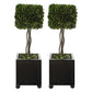 Uttermost Preserved Boxwood Square Topiaries, S/2 | Planters, Troughs & Cachepots | Modishstore - 2