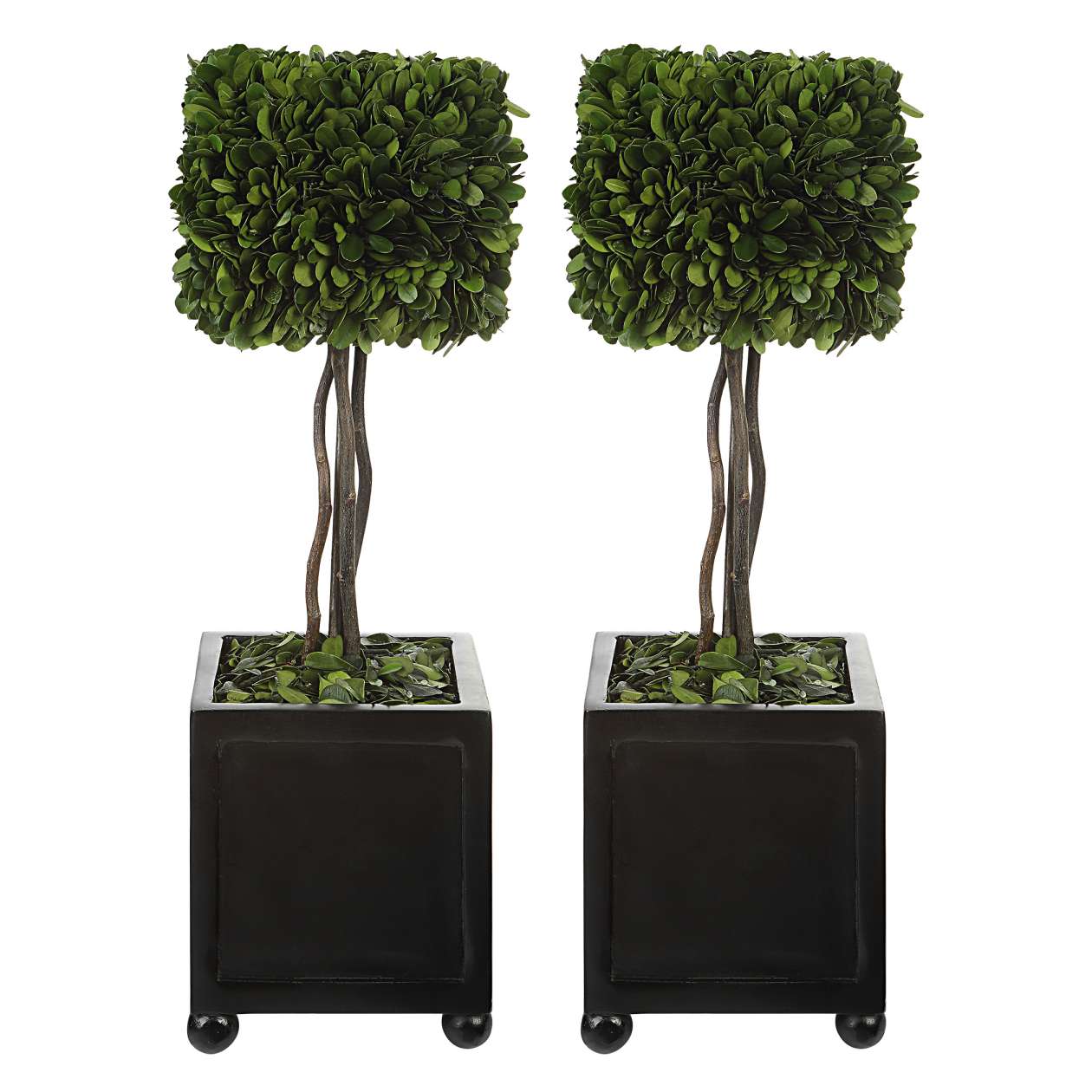 Uttermost Preserved Boxwood Square Topiaries, S/2 | Planters, Troughs & Cachepots | Modishstore - 2