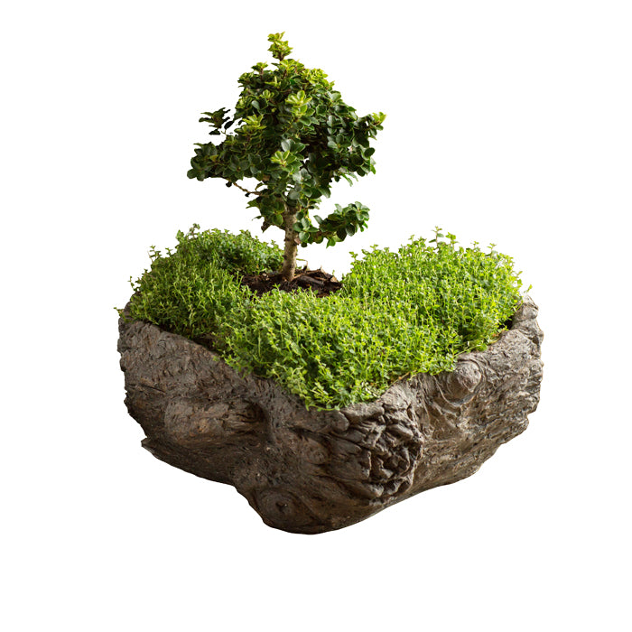 Vagabond Vintage Cement  Planter,Burled Bark - Set of 2 | Modishstore | Planters, Troughs & Cachepots-4
