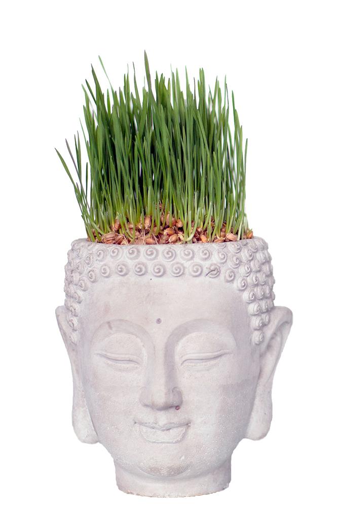 buddha head plant pot Vagabond Vintage Cement Buddha Head Planter