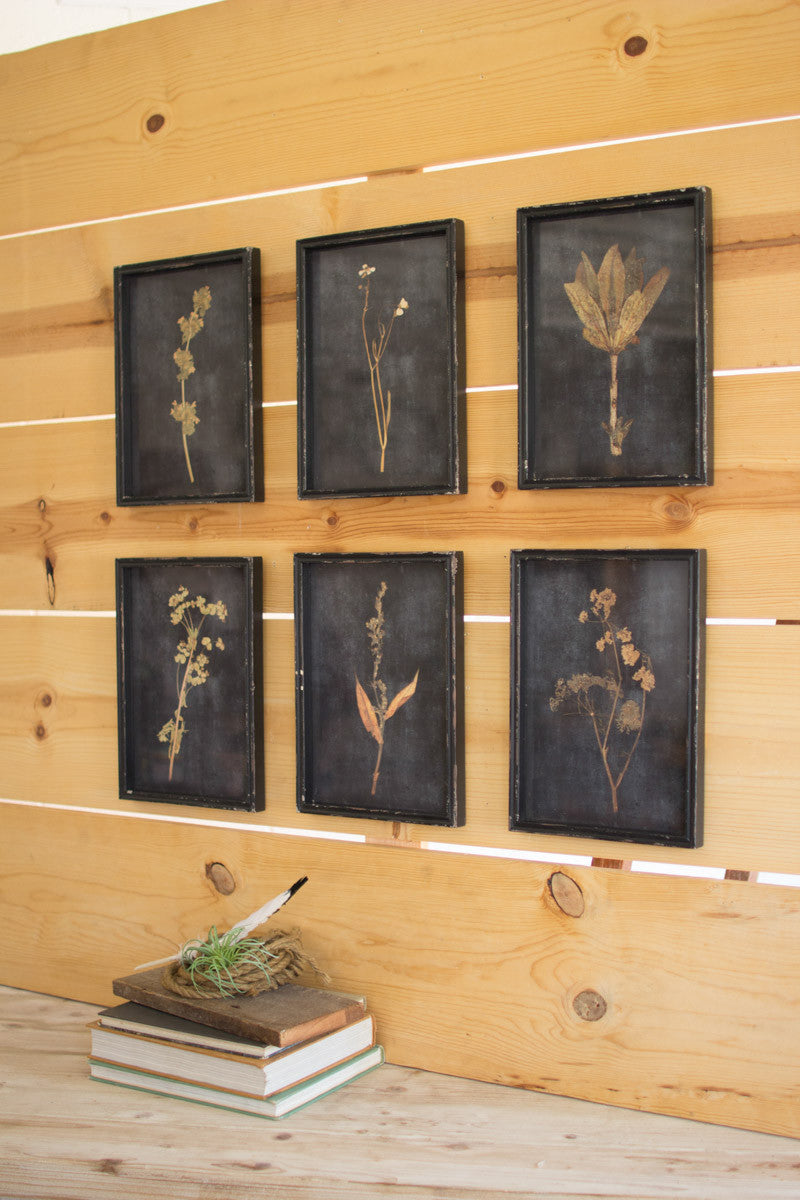 Botanical Prints Under Glass Set Of 6 By Kalalou | Modishstore | Wall Art