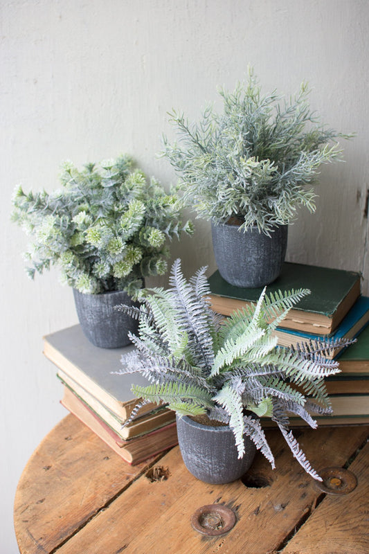 Kalalou Fern Succulents With Round Grey Pots - Set Of 3 | Modishstore | Botanicals