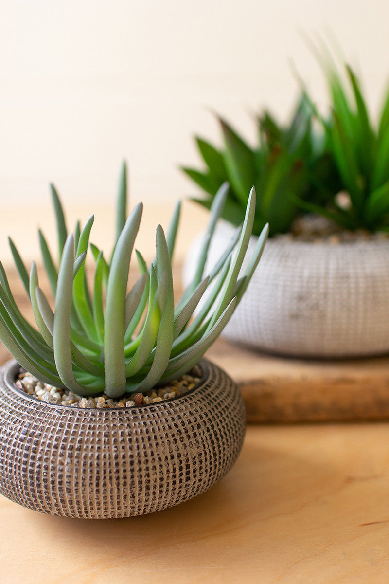 Succulents In Concrete Pots  Set Of 2 By Kalalou |  Planters, Troughs & Cachepots | Modishstore | CNL1334 - 2