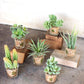 Kalalou Succulents In Glass Containers - Set Of 6-2