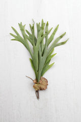 Kalalou Artificial Stag Horn Fern Branch - Large - Set Of 6