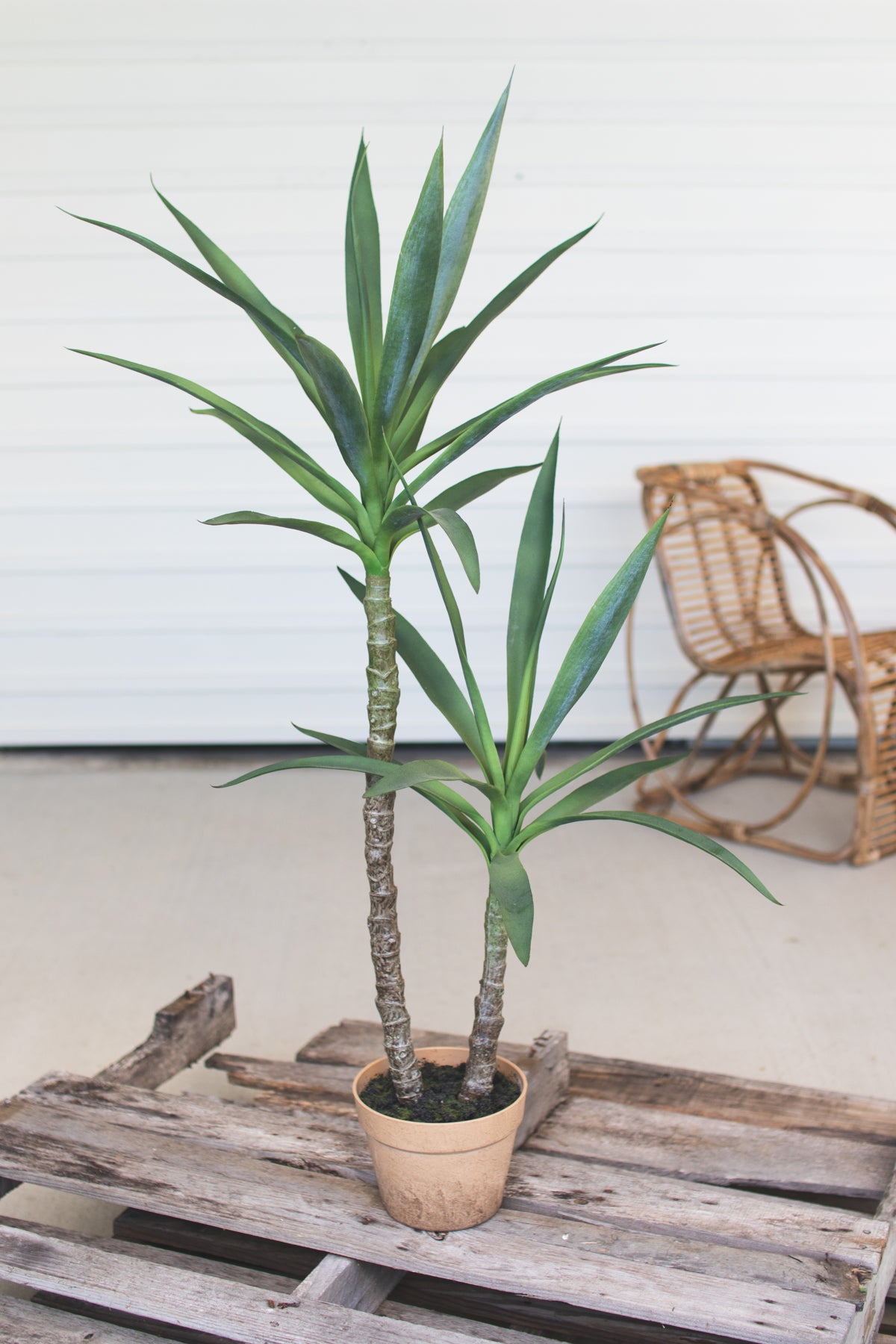 Kalalou Artificial Heneken Plant With Painted Plastic Pot | Modishstore | Botanicals
