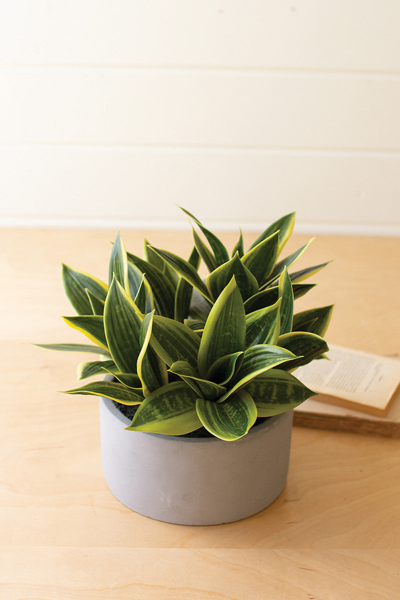 Artificial Hahnii In A Concrete Pot By Kalalou | Planters, Troughs & Cachepots | Modishstore