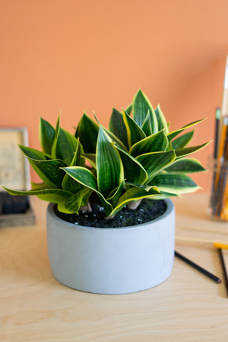 Artificial Hahnii In A Concrete Pot By Kalalou | Planters, Troughs & Cachepots | Modishstore - 2