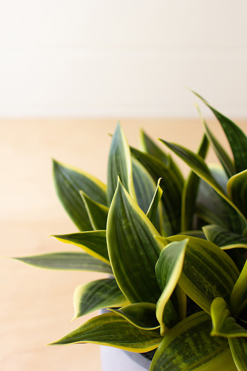 Artificial Hahnii In A Concrete Pot By Kalalou | Planters, Troughs & Cachepots | Modishstore - 3