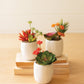 Artificial Succulent Plants In A White Pot Set Of 3  By Kalalou | Planters, Troughs & Cachepots |  Modishstore  - 3