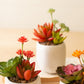 Artificial Succulent Plants In A White Pot Set Of 3  By Kalalou | Planters, Troughs & Cachepots |  Modishstore 