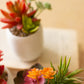 Artificial Succulent Plants In A White Pot Set Of 3  By Kalalou | Planters, Troughs & Cachepots |  Modishstore  - 2