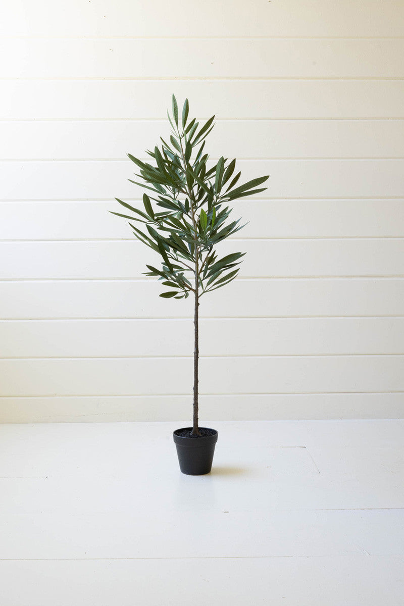 Eucalyptus Tree In A Black Pot By Kalalou | Planters, Troughs & Cachepots | Modishstore - 3