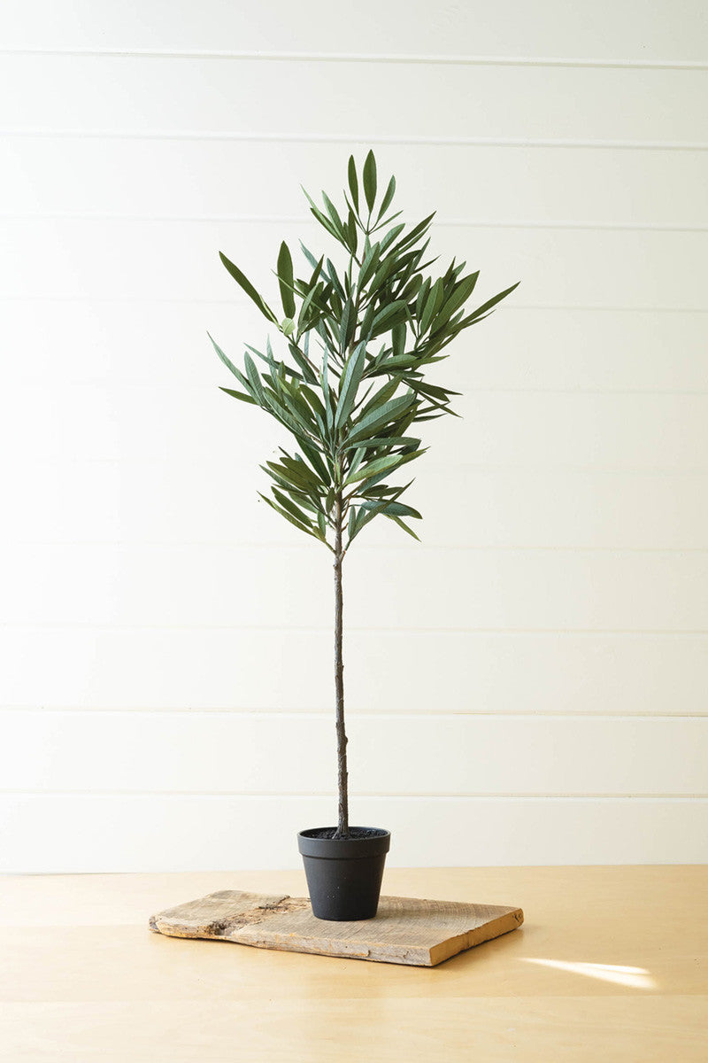 Eucalyptus Tree In A Black Pot By Kalalou | Planters, Troughs & Cachepots | Modishstore - 2