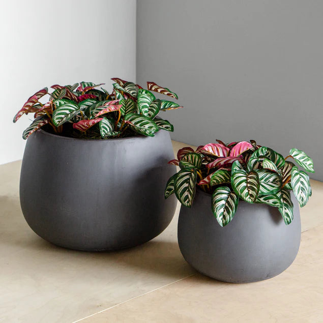 Calathea in Puddle Planters Gray Set Of 2 By Gold Leaf Design Group | Planters, Troughs & Cachepots |  Modishstore - 4