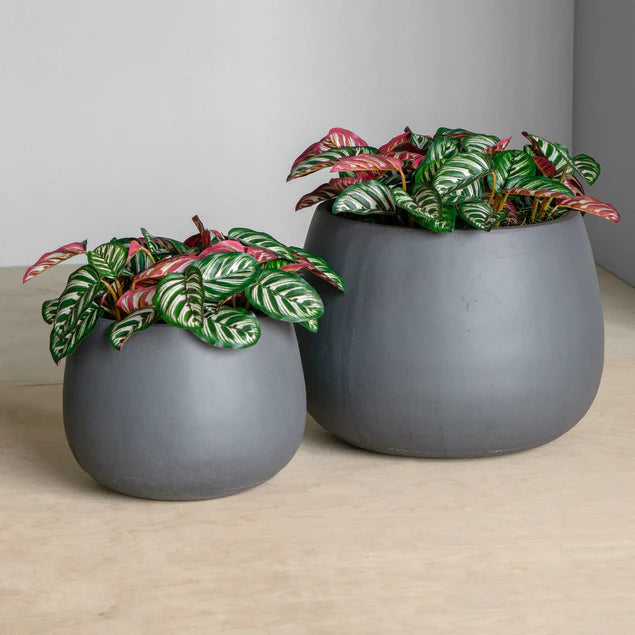 Calathea in Puddle Planters Gray Set Of 2 By Gold Leaf Design Group | Planters, Troughs & Cachepots |  Modishstore