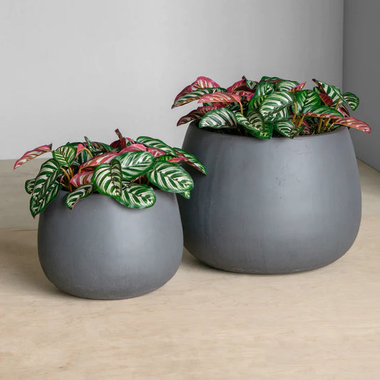 Calathea in Puddle Planters Gray Set Of 2 By Gold Leaf Design Group | Planters, Troughs & Cachepots | Modishstore