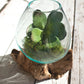 Blown Glass Bowl On Driftwood Base - Large By Kalalou | Decorative Bowls | Modishstore