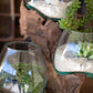 Three Blown Glass Bowls On A Driftwood Base By Kalalou | Decorative Bowls | Modishstore - 3
