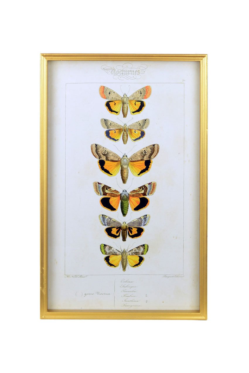 Vagabond Vintage Vintage Butterfly Print - A | Modishstore | Wall Art