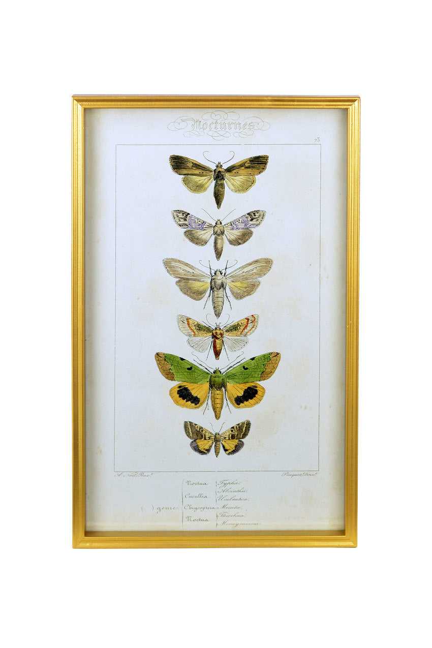 Vagabond Vintage Vintage Butterfly Print - C | Modishstore | Wall Art-2