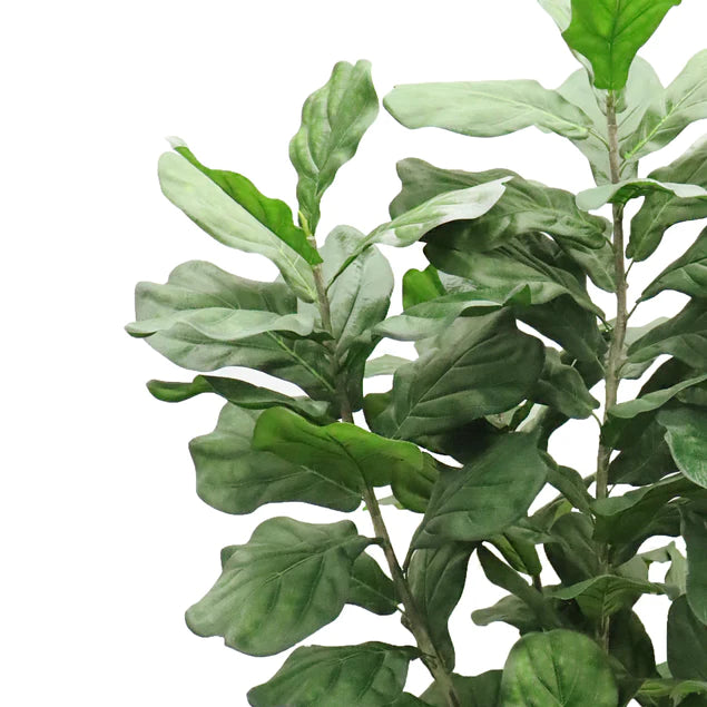 Fiddle Leaf in 29"H Sherry Pla By Gold Leaf Design Group | Planters, Troughs & Cachepots | Modishstore - 5