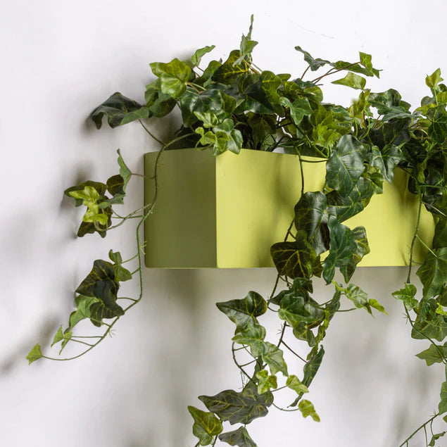 Ivy Planter For Partition Wall By Gold Leaf Design Group | Planters, Troughs & Cachepots | Modishstore - 3