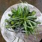 Nama Air Plant Mix W/Sedum 13" By Gold Leaf Design Group | Planters, Troughs & Cachepots | Modishstore - 5