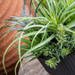 Nama Air Plant Mix W/Sedum 13" By Gold Leaf Design Group | Planters, Troughs & Cachepots | Modishstore - 2