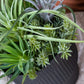 Nama Air Plant Mix W/Sedum 13" By Gold Leaf Design Group | Planters, Troughs & Cachepots | Modishstore - 4