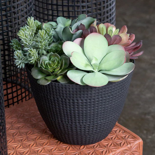 Nama Succulent Mix W/Paddle Ka By Gold Leaf Design Group | Planters, Troughs & Cachepots | Modishstore