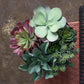 Nama Succulent Mix W/Paddle Ka By Gold Leaf Design Group | Planters, Troughs & Cachepots | Modishstore - 4