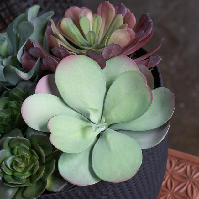 Nama Succulent Mix W/Paddle Ka By Gold Leaf Design Group | Planters, Troughs & Cachepots | Modishstore - 3