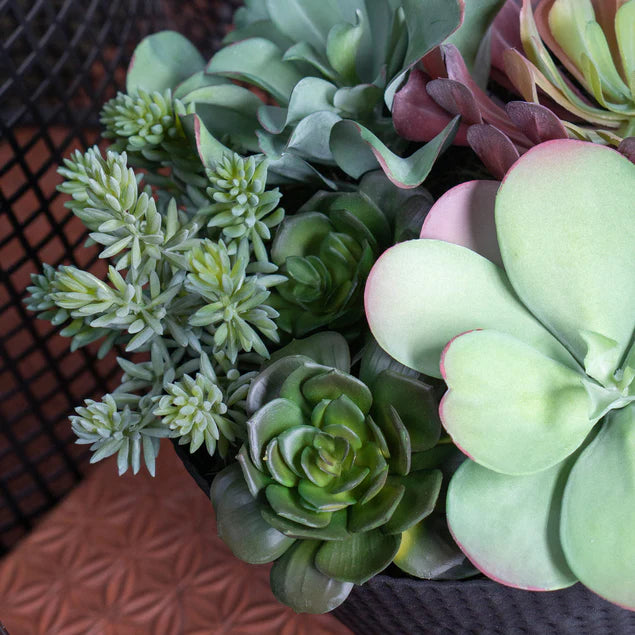 Nama Succulent Mix W/Paddle Ka By Gold Leaf Design Group | Planters, Troughs & Cachepots | Modishstore - 5
