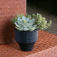 Nama Succulent Mix w/Grapto By Gold Leaf Design Group | Planters, Troughs & Cachepots | Modishstore