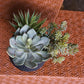 Nama Succulent Mix w/Grapto By Gold Leaf Design Group | Planters, Troughs & Cachepots |  Modishstore - 4