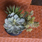 Nama Succulent Mix w/Grapto By Gold Leaf Design Group | Planters, Troughs & Cachepots | Modishstore - 4