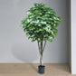 Ficus Benjamina, Supreme By Gold Leaf Design Group | Planters, Troughs & Cachepots |  Modishstore