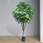 Ficus Benjamina, Supreme By Gold Leaf Design Group | Planters, Troughs & Cachepots | Modishstore