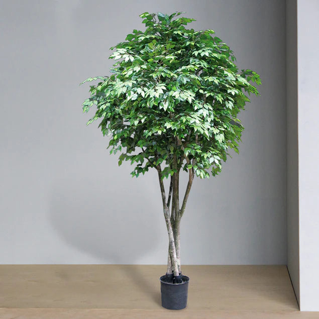 Ficus Benjamina, Supreme By Gold Leaf Design Group | Planters, Troughs & Cachepots | Modishstore