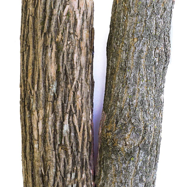 Ficus Benjamina, Supreme By Gold Leaf Design Group | Planters, Troughs & Cachepots | Modishstore - 4